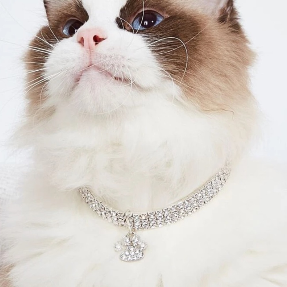 🐾 New Rhinestone Paw Pet Collar - Picture 1 of 5